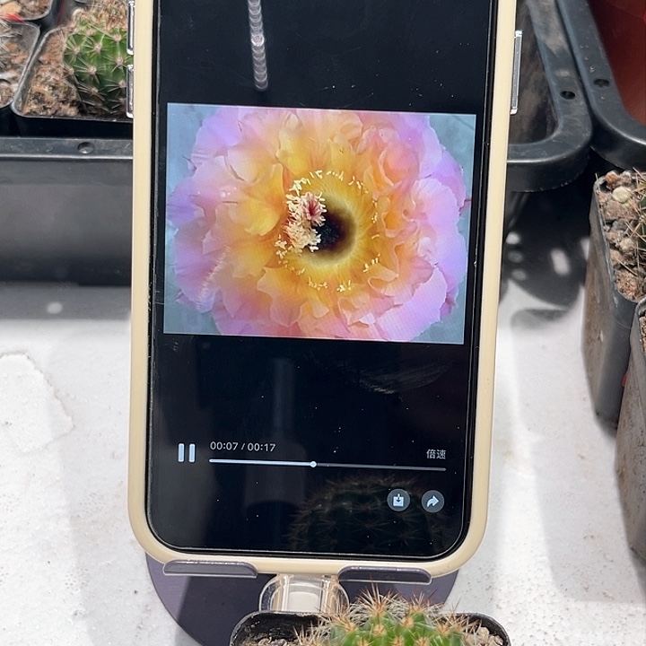 彩草101带根三公分左右