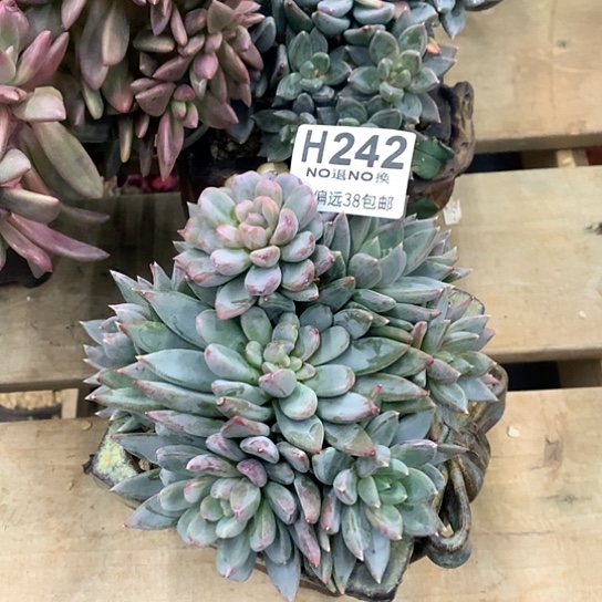 红蛋捧花242 亏本处理退款拉黑7-8天发货