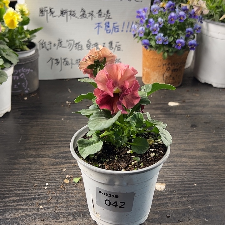 当前无花朵，栽培后可花朵042号