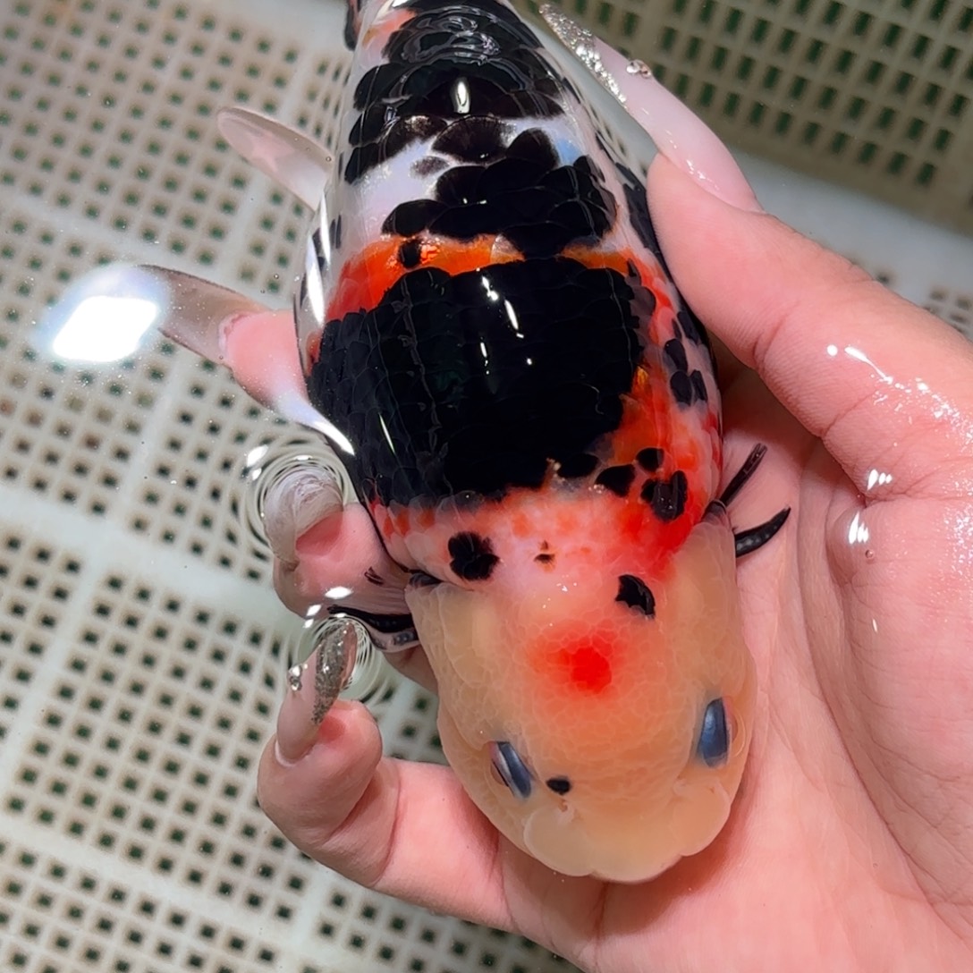 十***月金鱼拍包装包邮，不拍包装运费到付