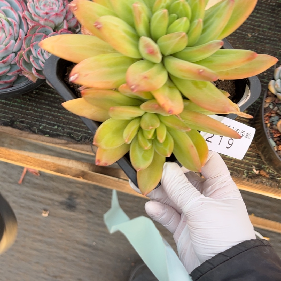 是***呀219海洋之歌多肉植物……