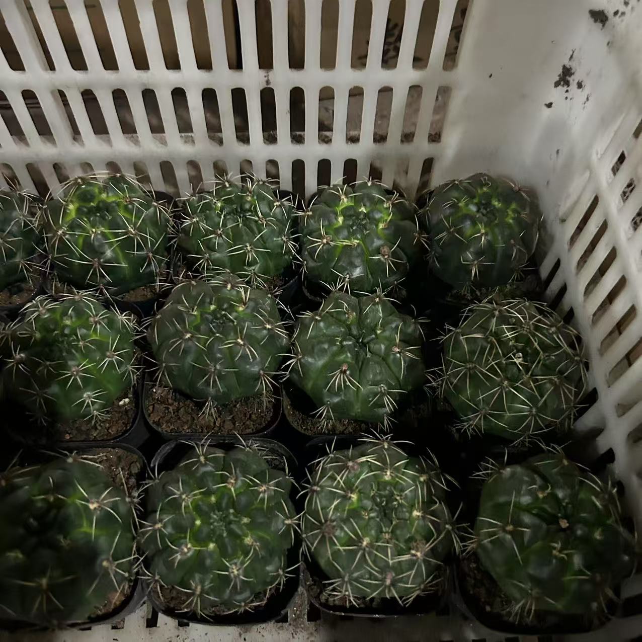 福袋绯花玉2颗
