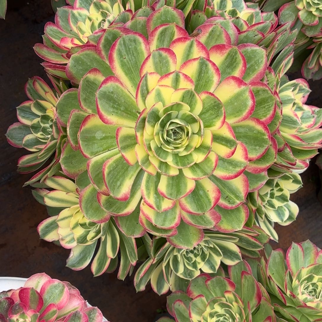 云南多肉植物海鲜