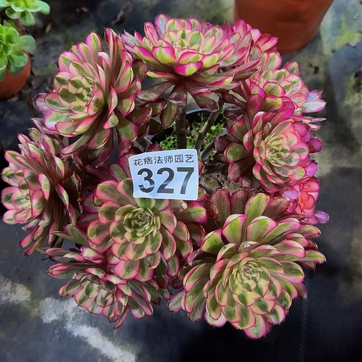 红陶白月光3270000