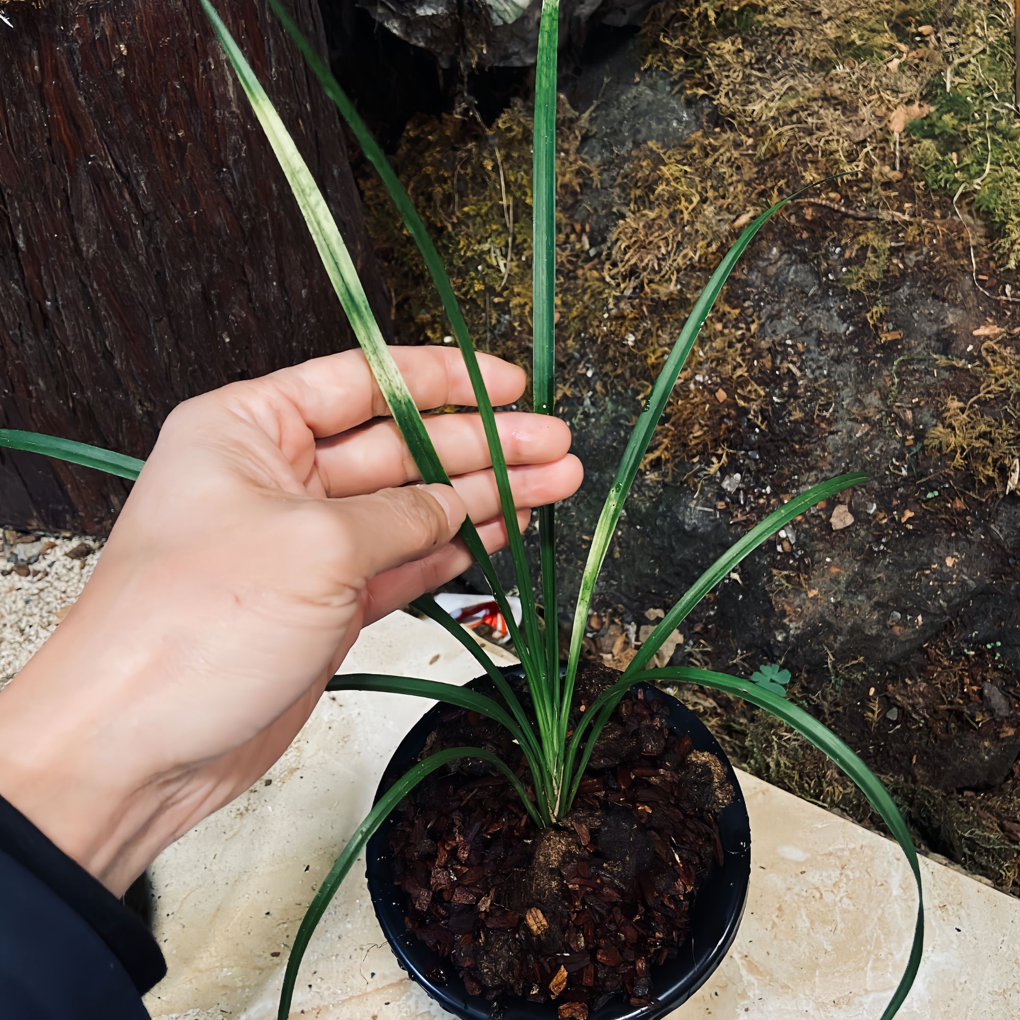 【秋芝蛇斑艺】秋芝 旭槿兰花高端铭品 阳台养兰易养活