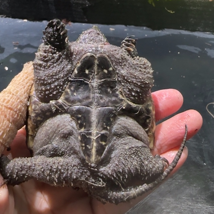 邪***盟宠物龟母不分公母