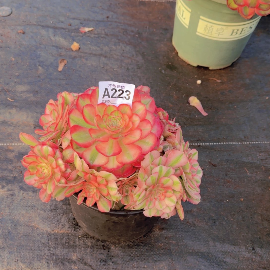 精品多肉植物223