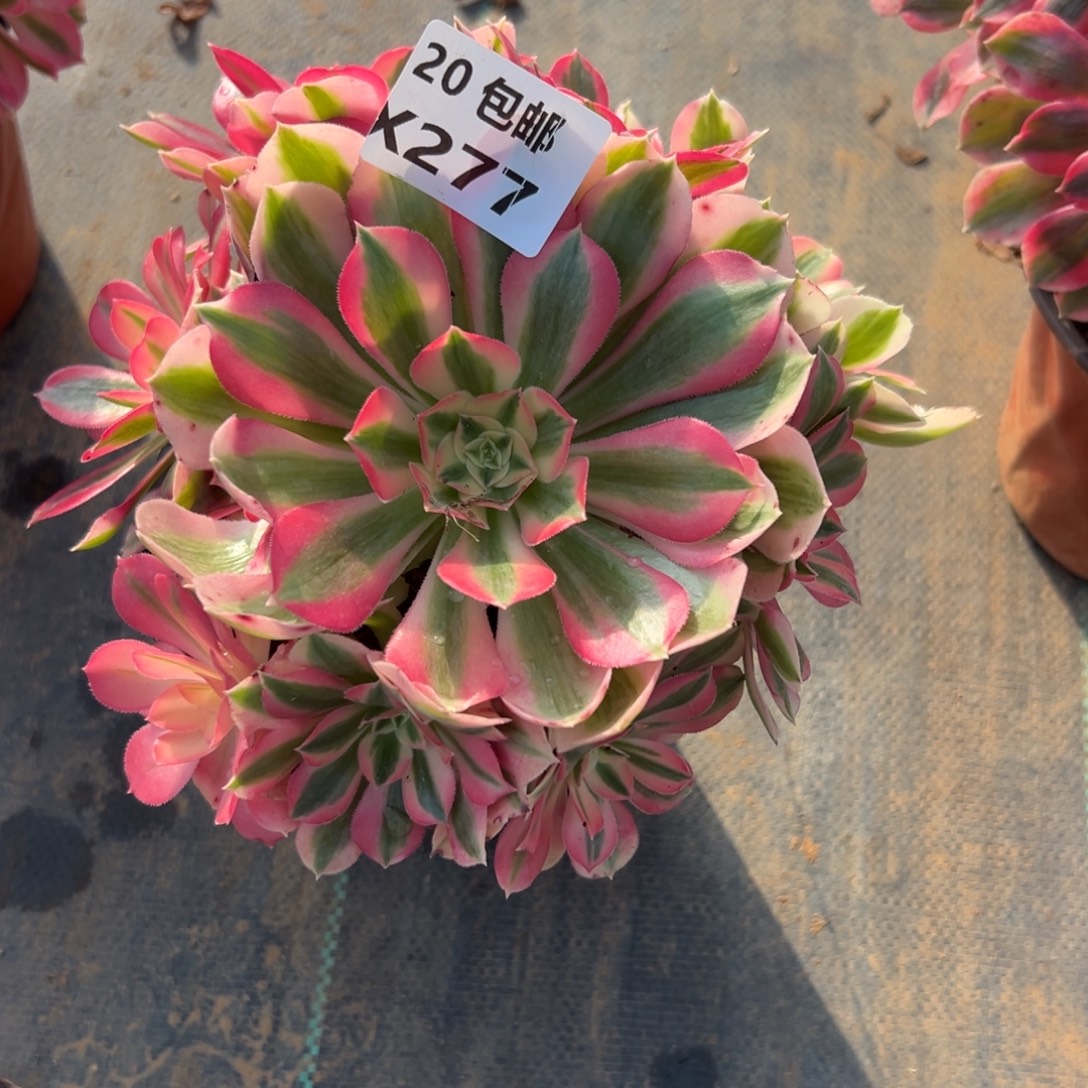 277女巫，满20包邮