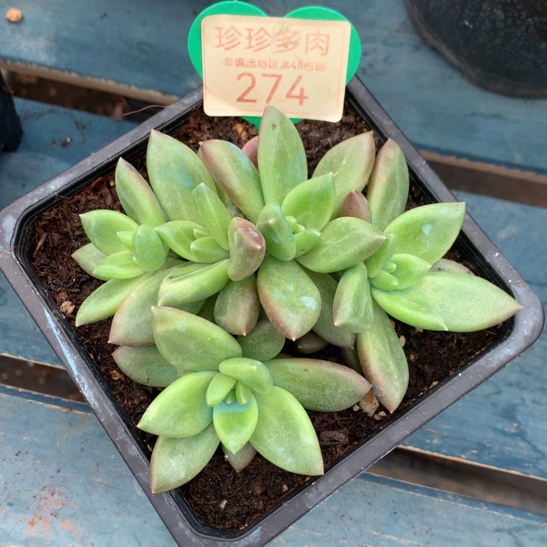 迷雾泡泡朵朵缀无砍274