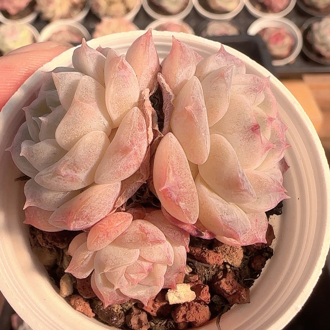宝***Y多肉1205-353纯爱