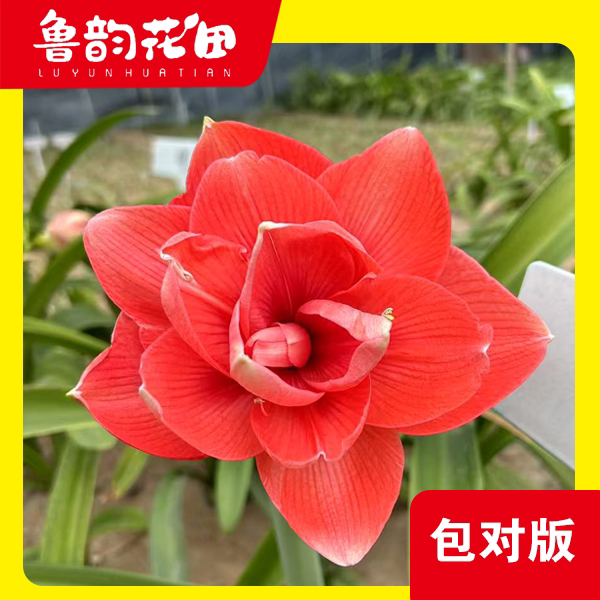 鲁韵花田兰妮  澳洲  朱顶红重瓣包对版