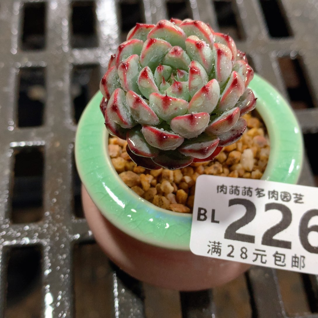 肉萌萌5cm拇指盆精控多肉BL226