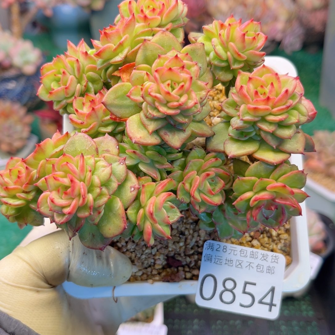 大0854:（dg xb ch b b b