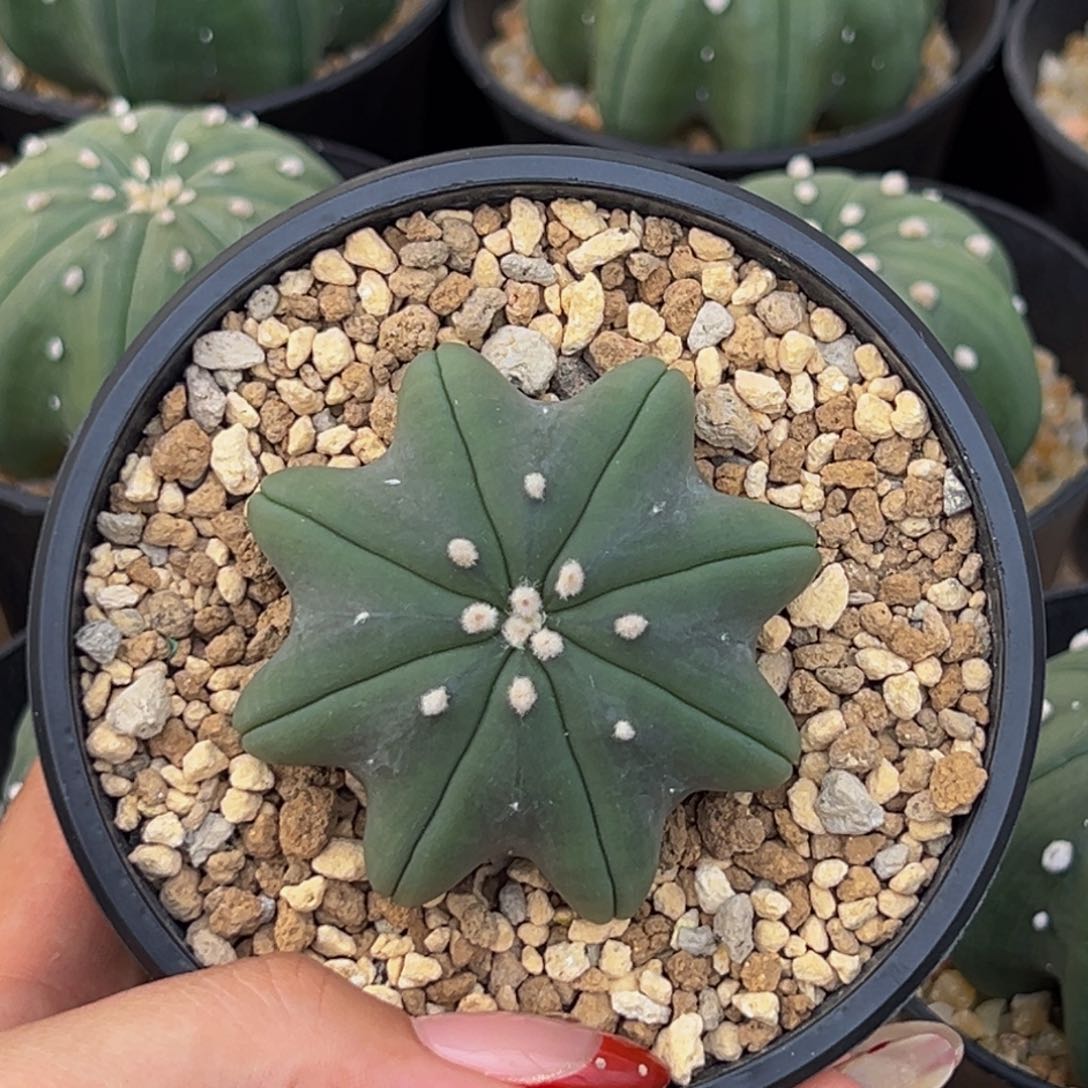 m超扁海星日系带盆