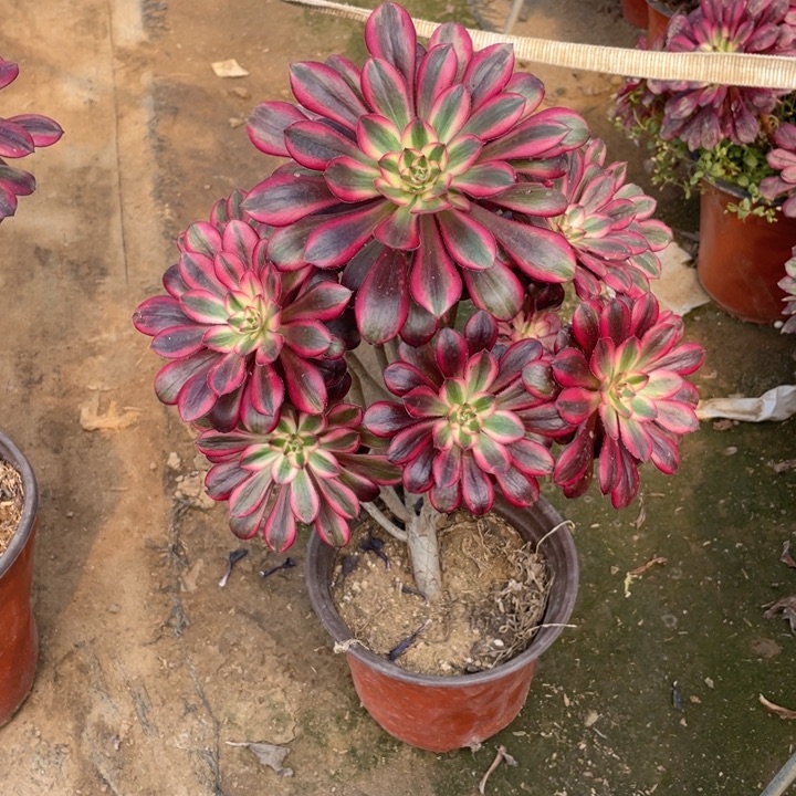 69香奈儿法师多肉断枝不售后