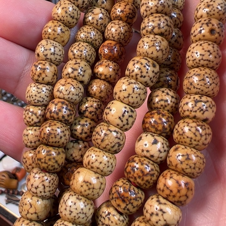 藏传老星月菩提一条