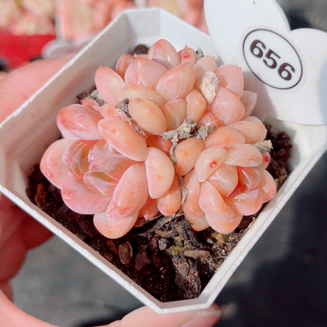 656号小老桩糖心群