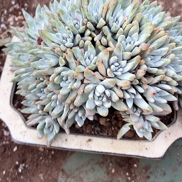 仙女杯多肉植物提取