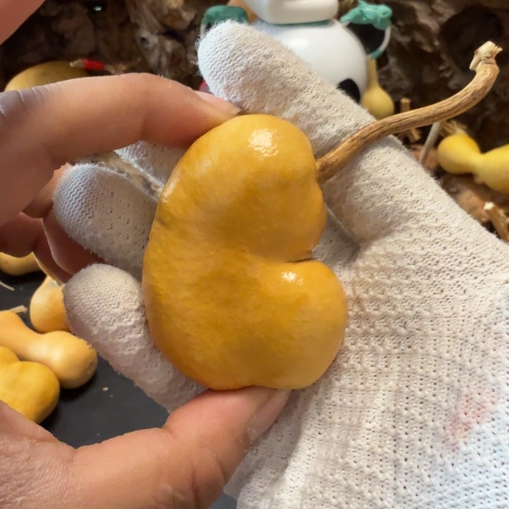 x***e66…………………………………………