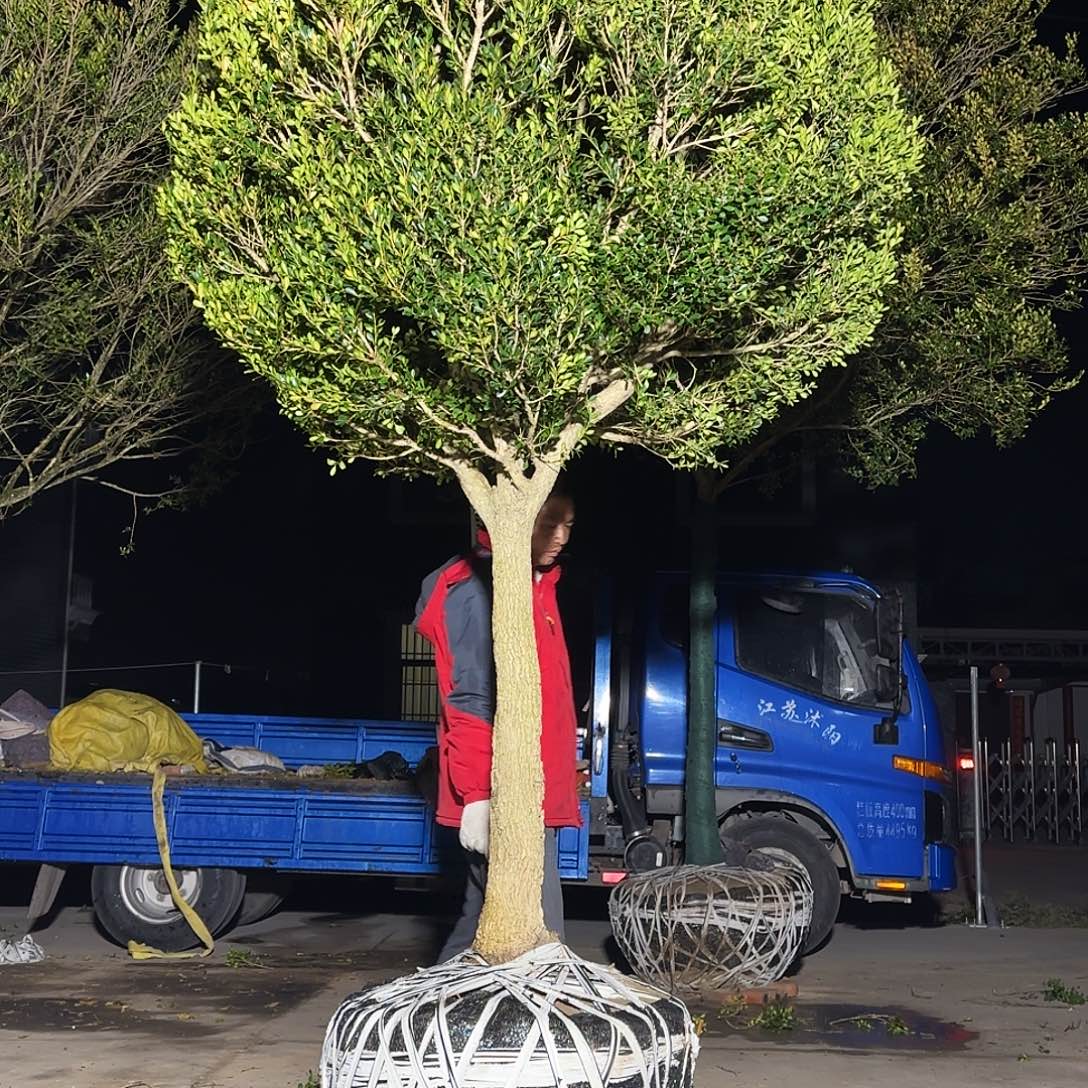 无花朵精品瓜子黄杨