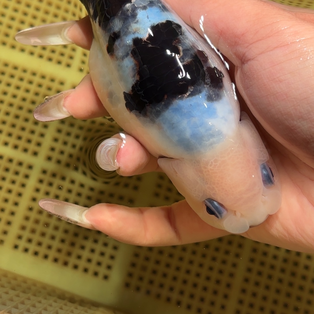 浅***金鱼拍包装箱包邮，不拍包装运费到付