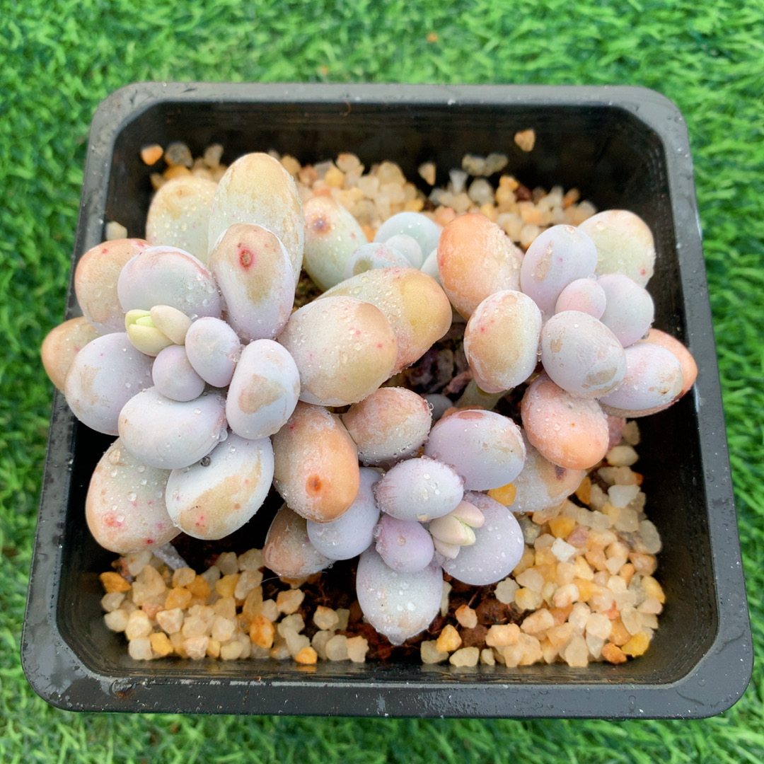 奶酪群6-8CM【花界草堂】精品多肉 阳台盆栽 一单包邮
