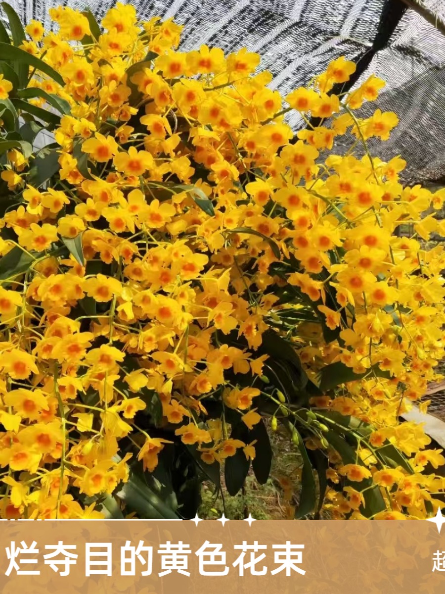 鼓槌石斛一物一拍