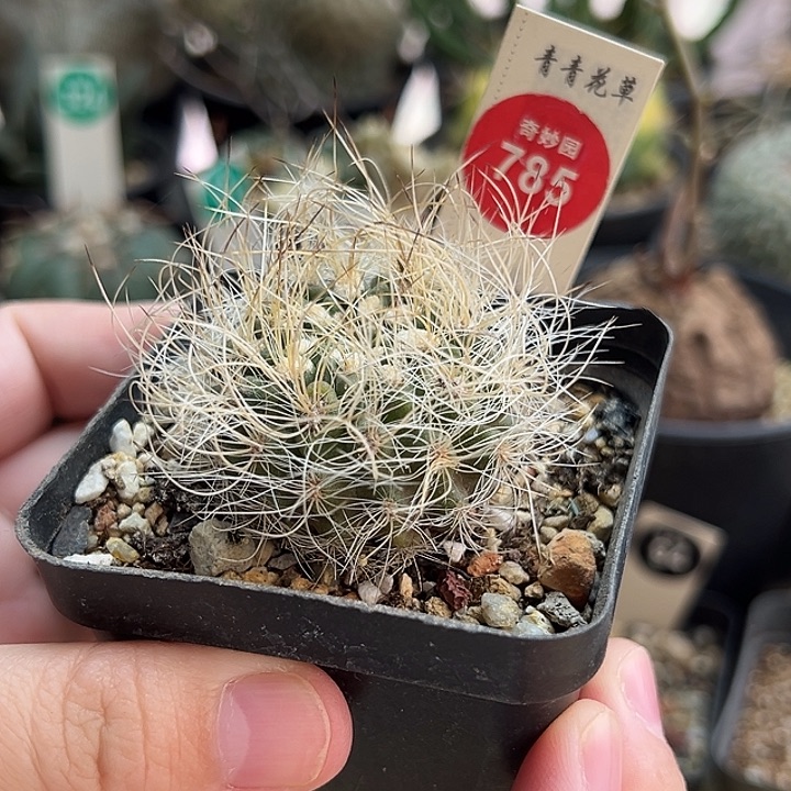 实生狂刺银翁玉一棵