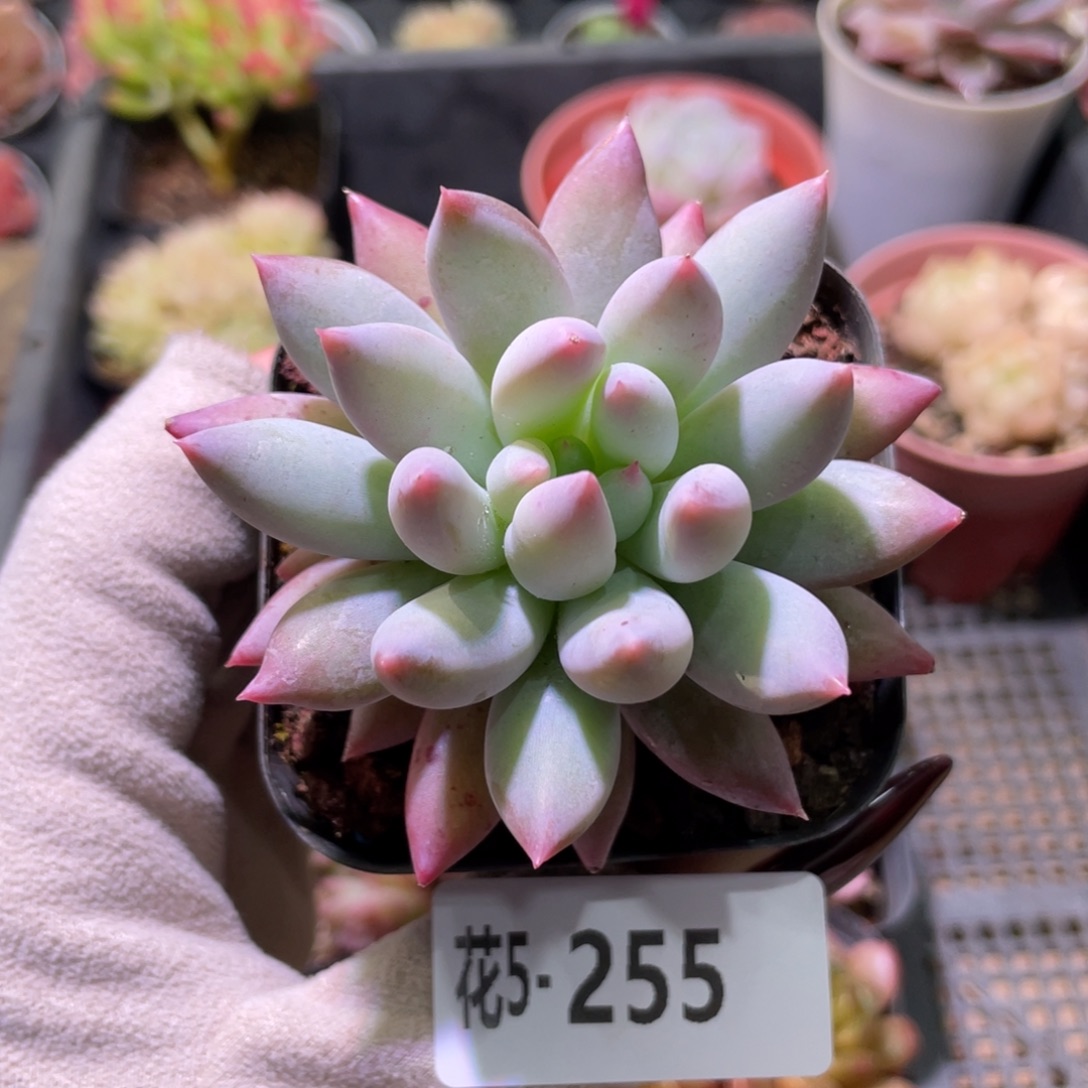 花利美5-255奶瓶单头