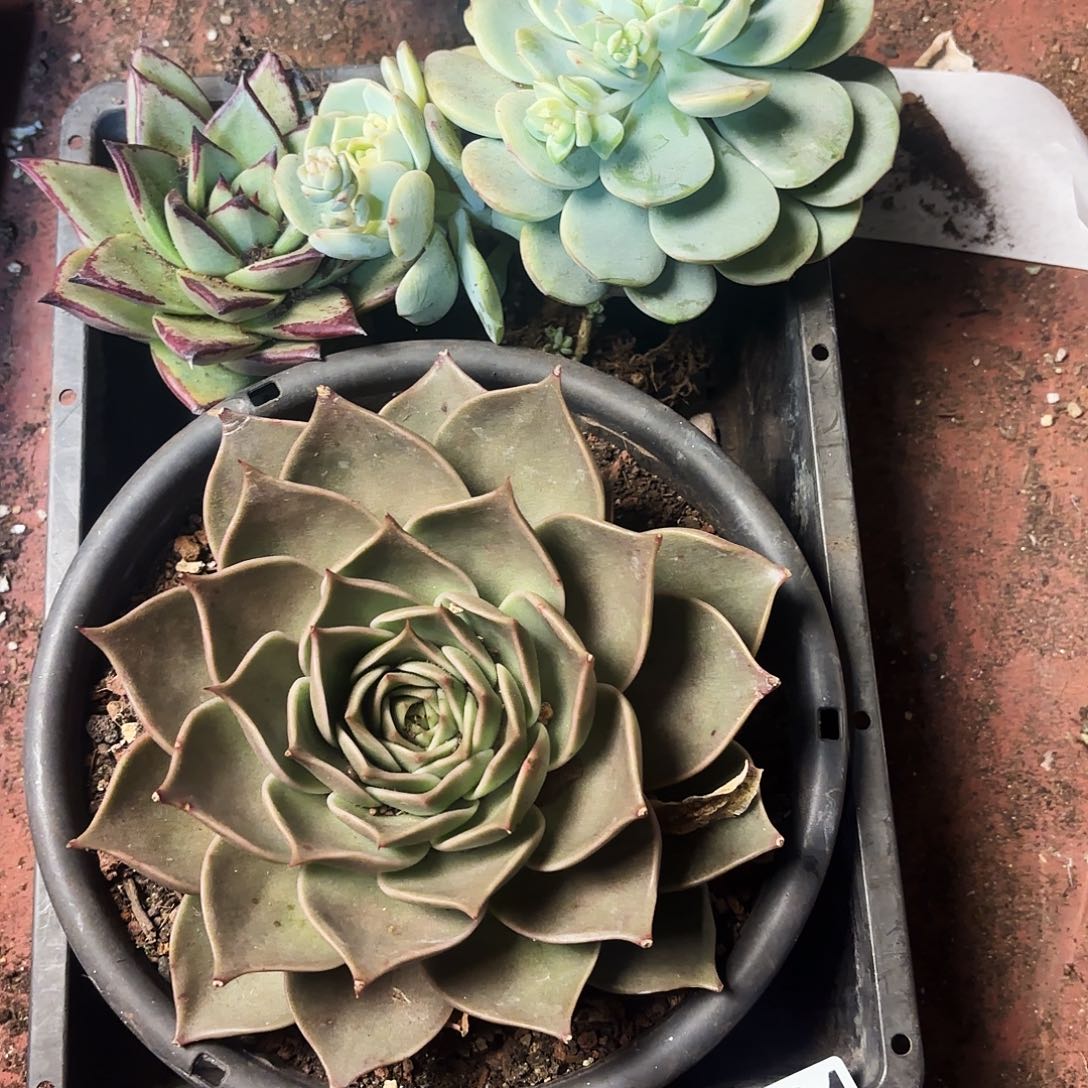 多肉植物空拍434www