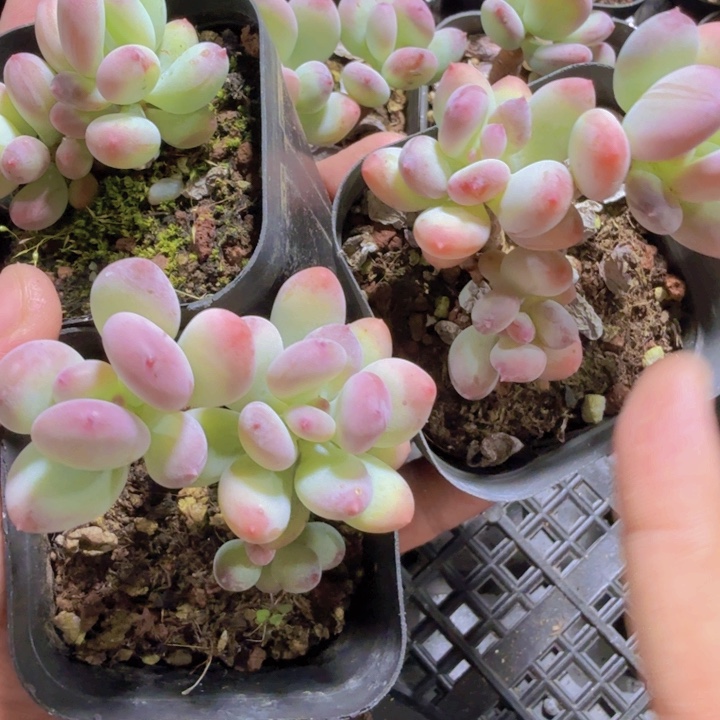 韩版苹果奶酪一颗