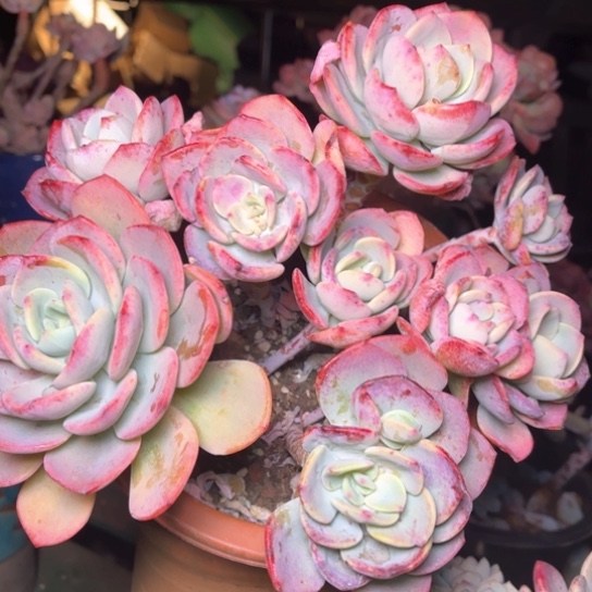 卿****?多肉植物的植物