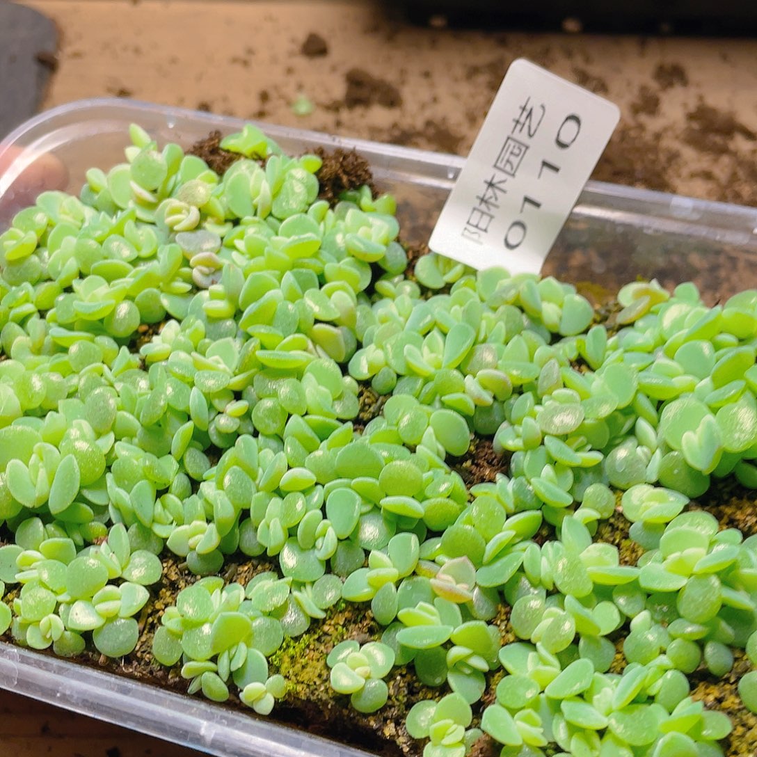 y***y多肉植物多肉植物110