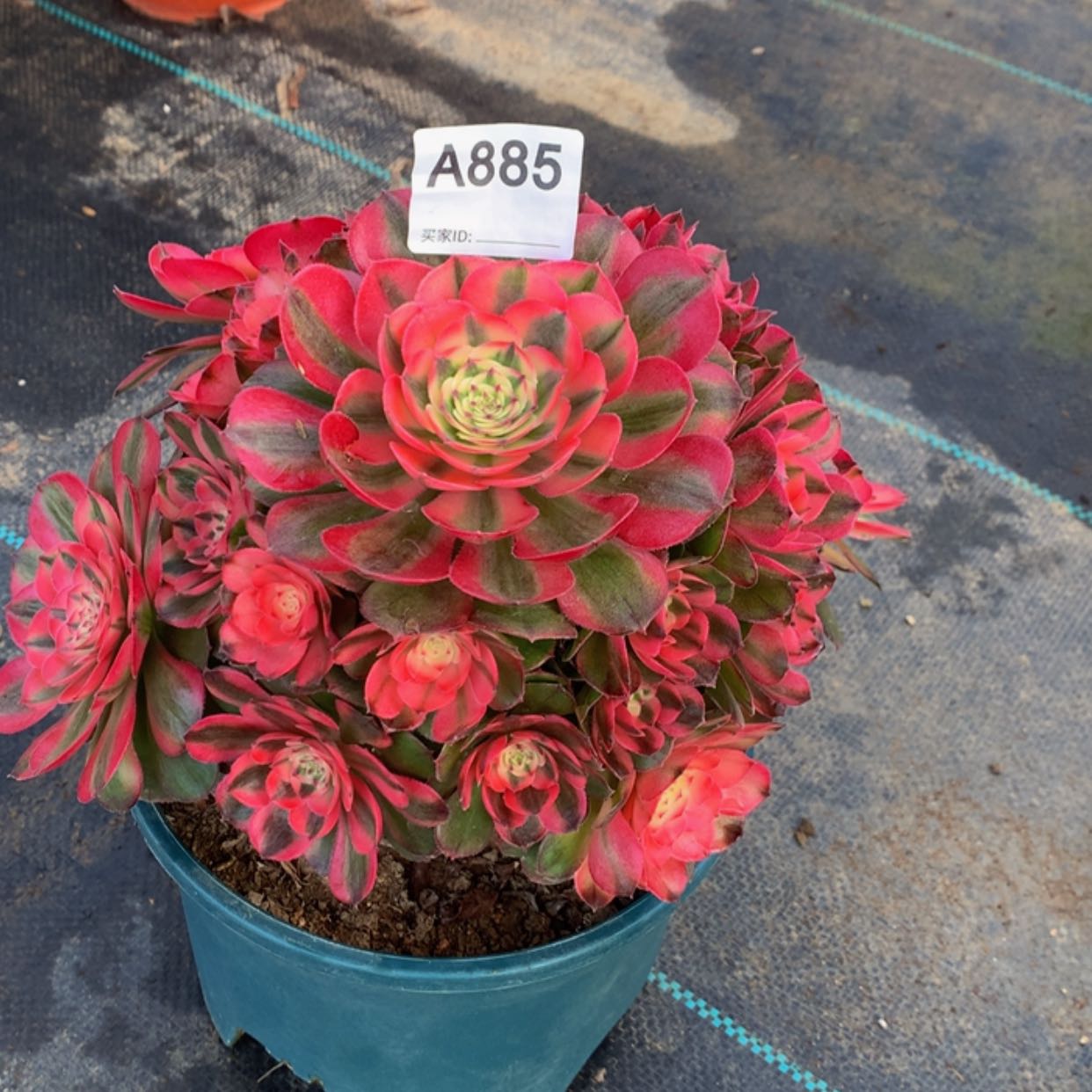 【闪购商品】885荔枝