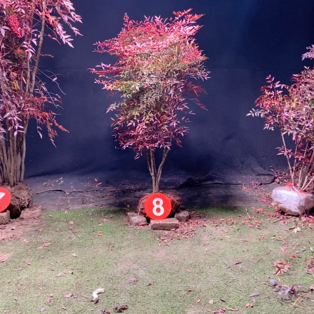 完全开放水*逢南天竹哦哦哦健健康康