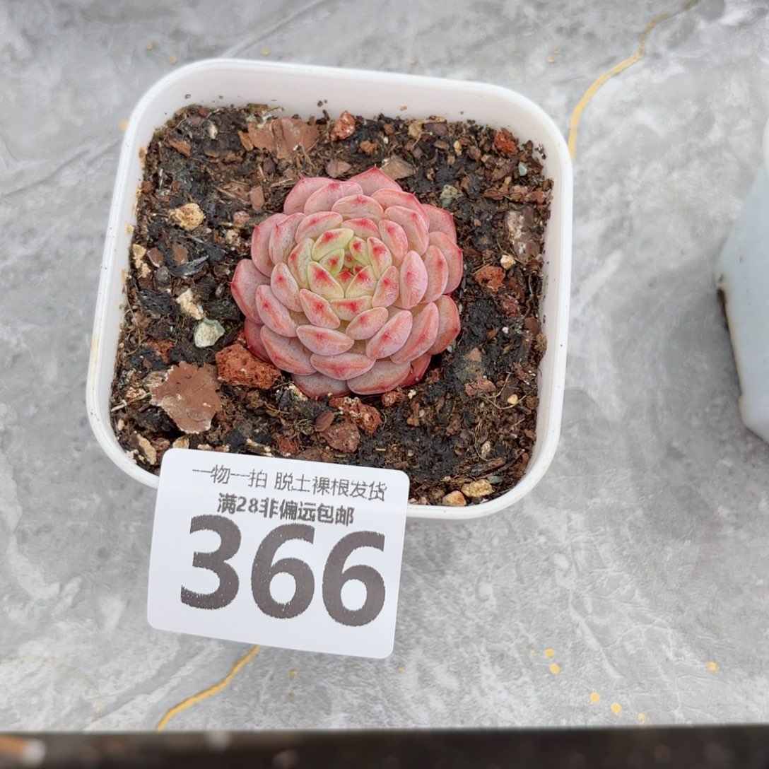 白胖子无盆土发货