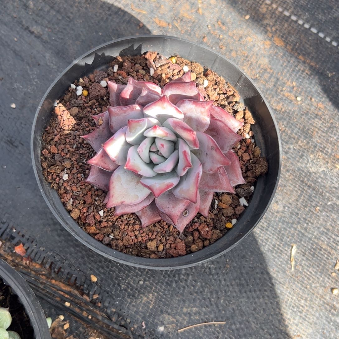 多肉祖母绿【非偏远满18包邮】