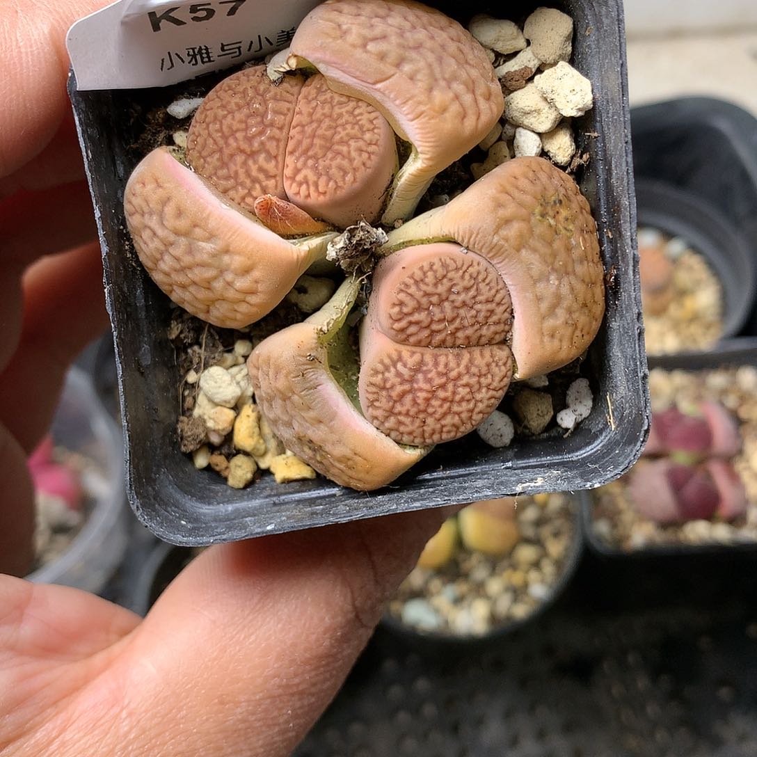 K57多肉植物保护研究所