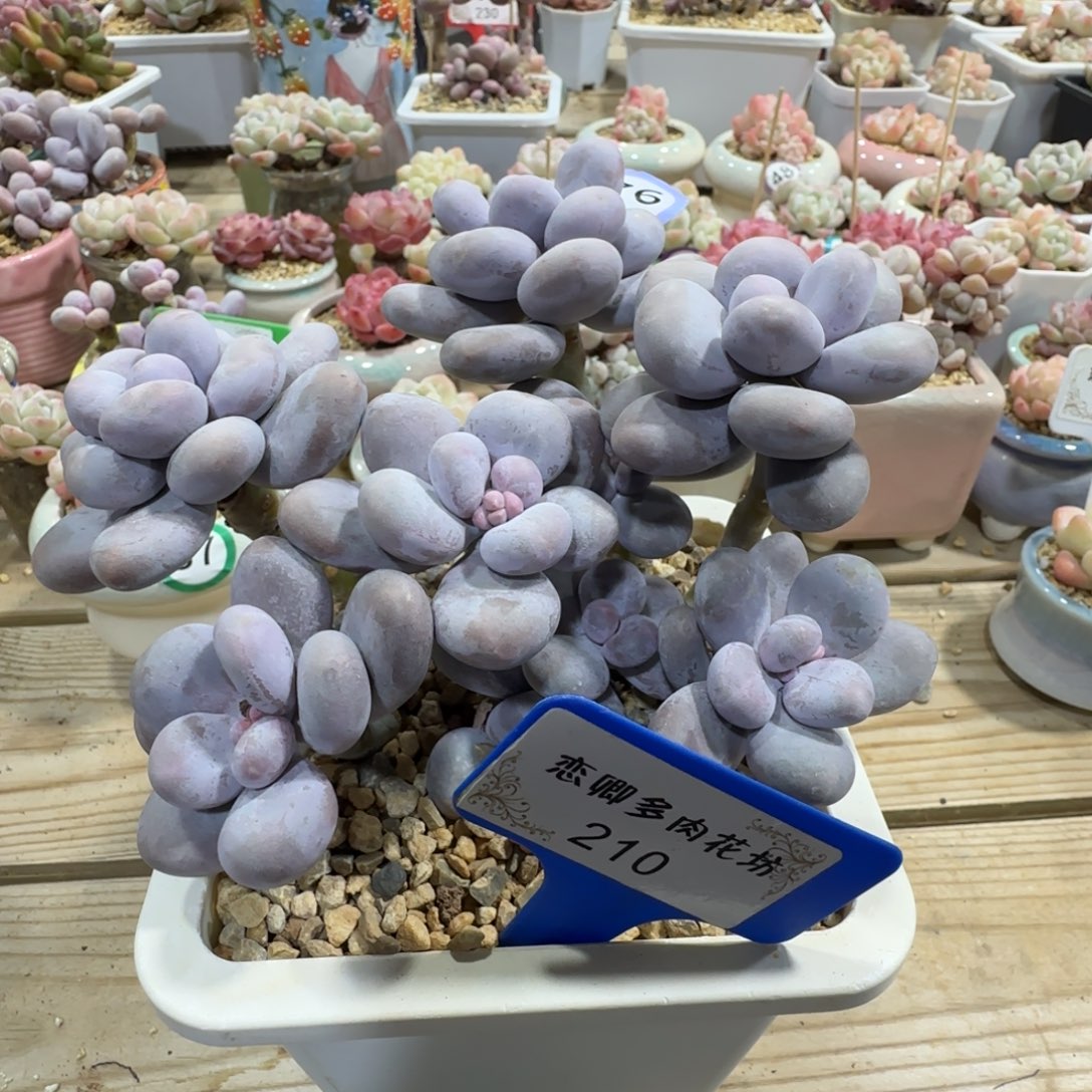 210找你人奶酪老桩多头无砍