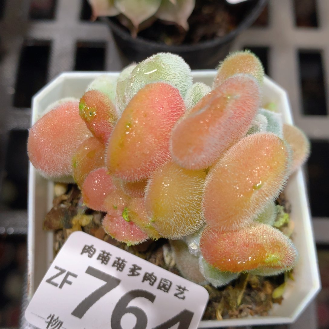 5CM拇指盆精控多肉ZF764