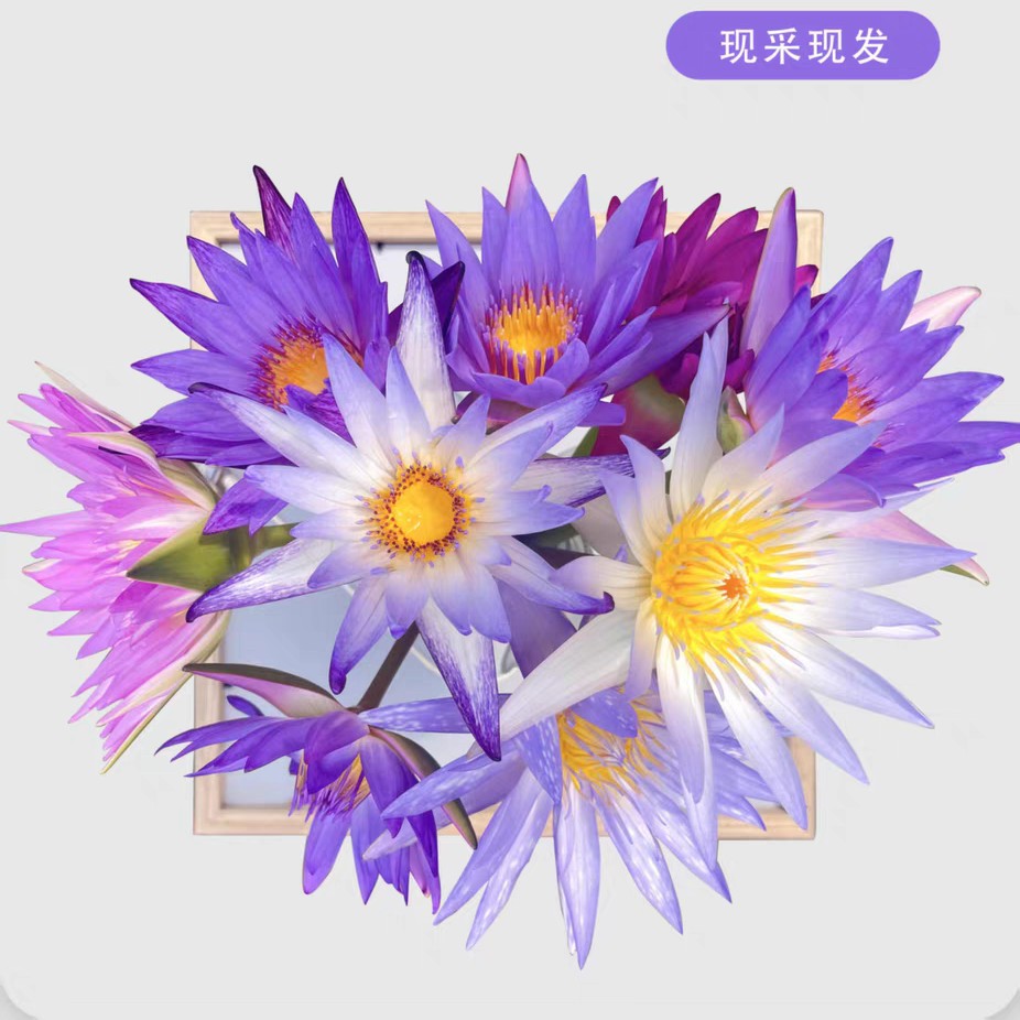 【热带睡莲】莲花香水莲新鲜莲花养生观赏江浙沪皖包邮