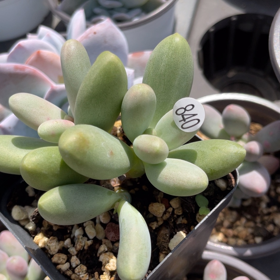 糖果美人多肉植物