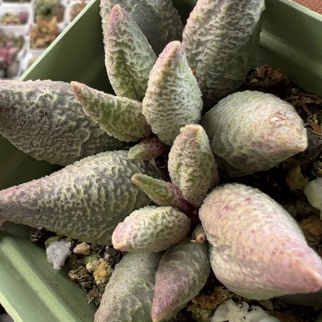 融化纹冰淇淋多肉植物水泡桩子