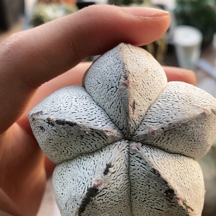 苗接浓白连线恩冢180