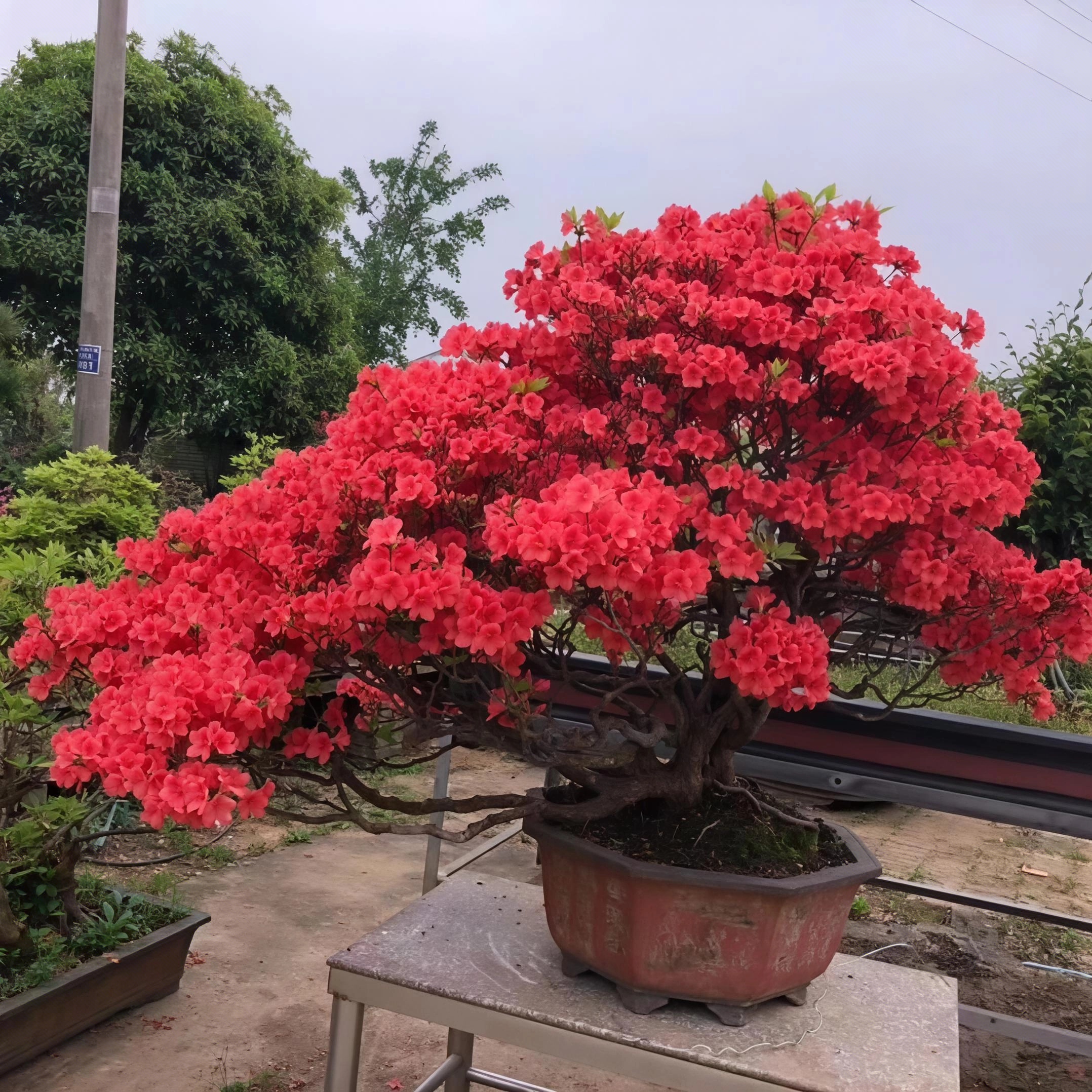 大别山映山红老桩盆景基地直发 花卉绿植园艺杜鹃