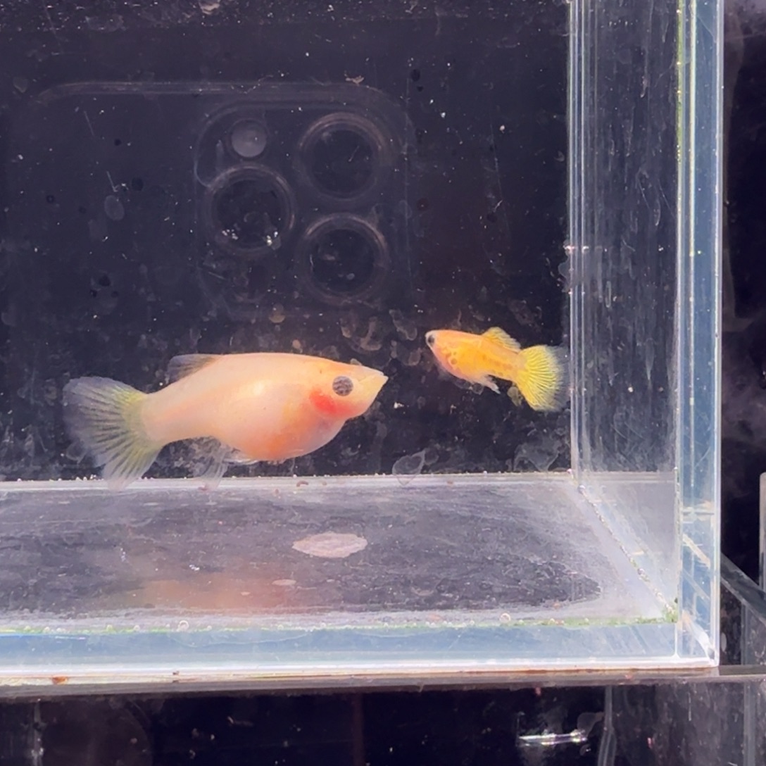 孔雀鱼黄金蕾丝玻璃猫1对