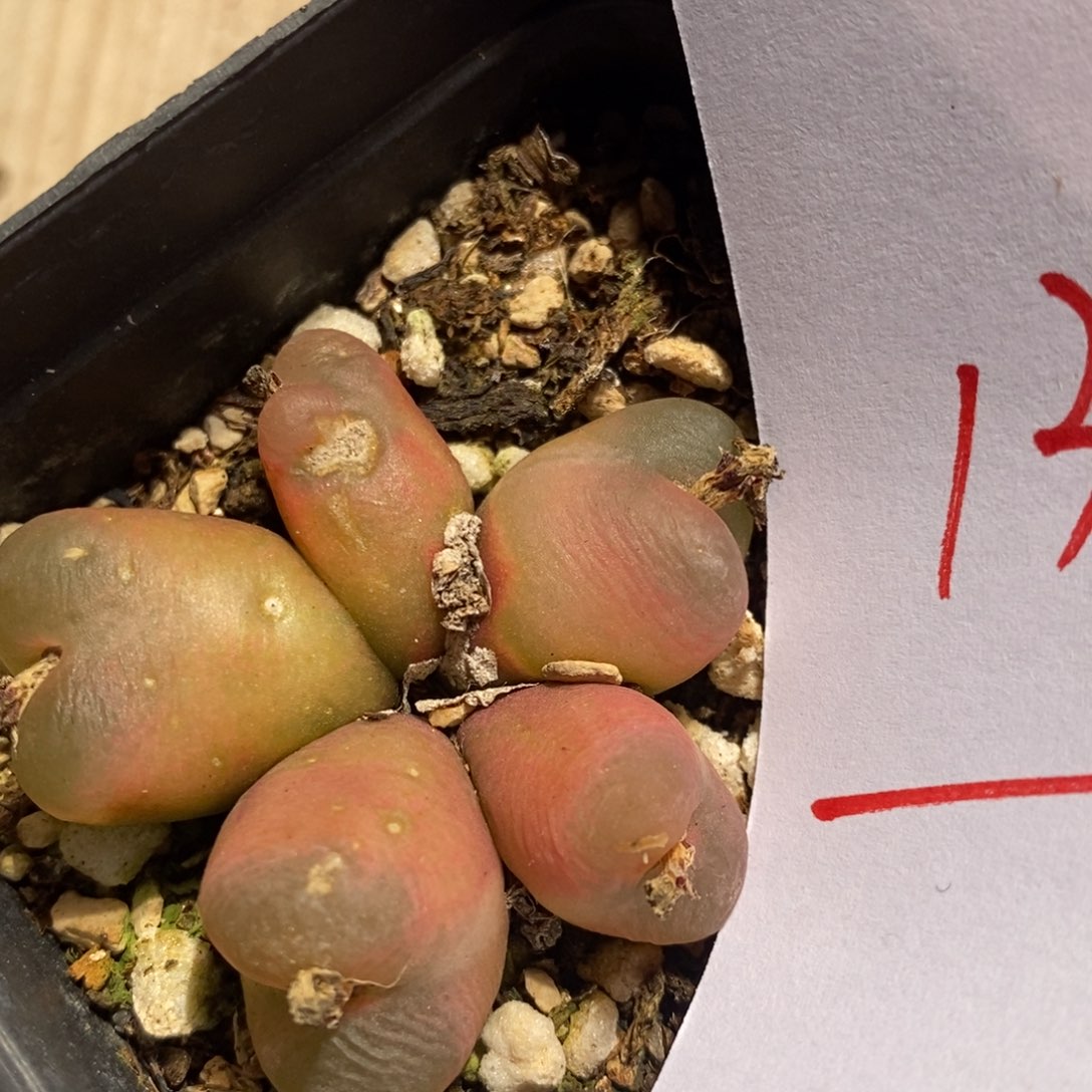 13181有伤一个一个