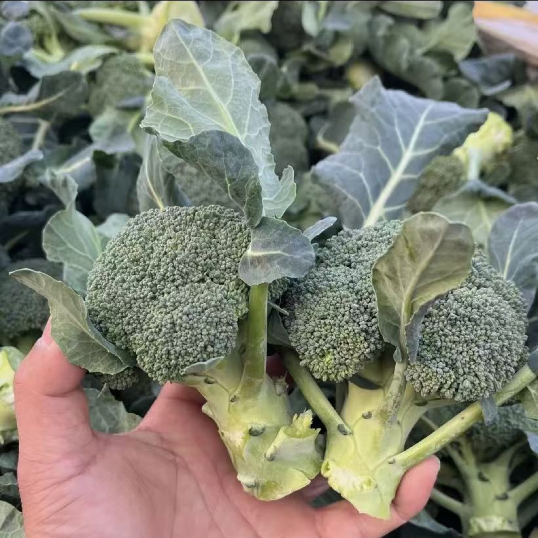 露天霜打西兰花 小耳花 新鲜西兰花 小西兰花3斤 8-20装