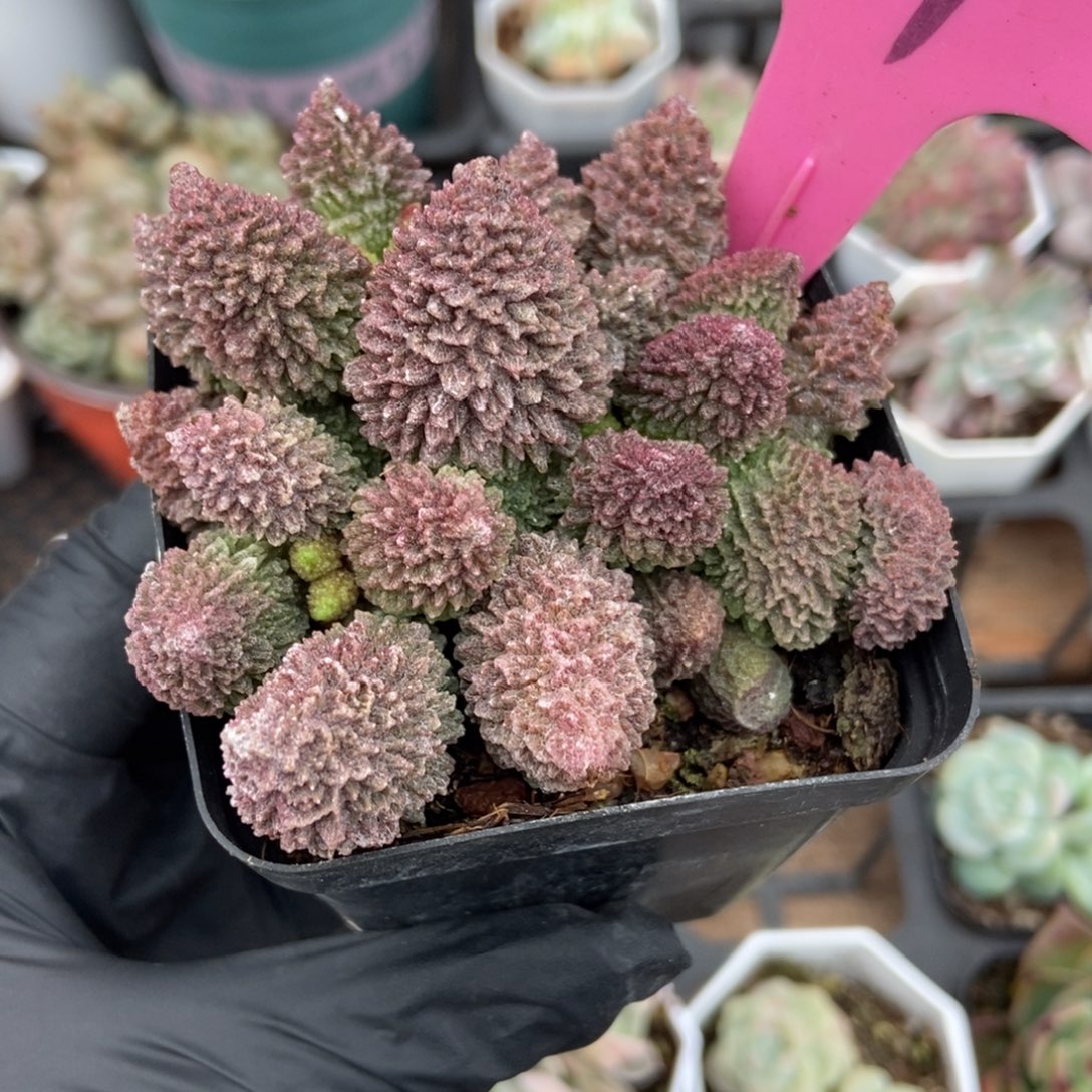 71朱子玉水泡多肉植物