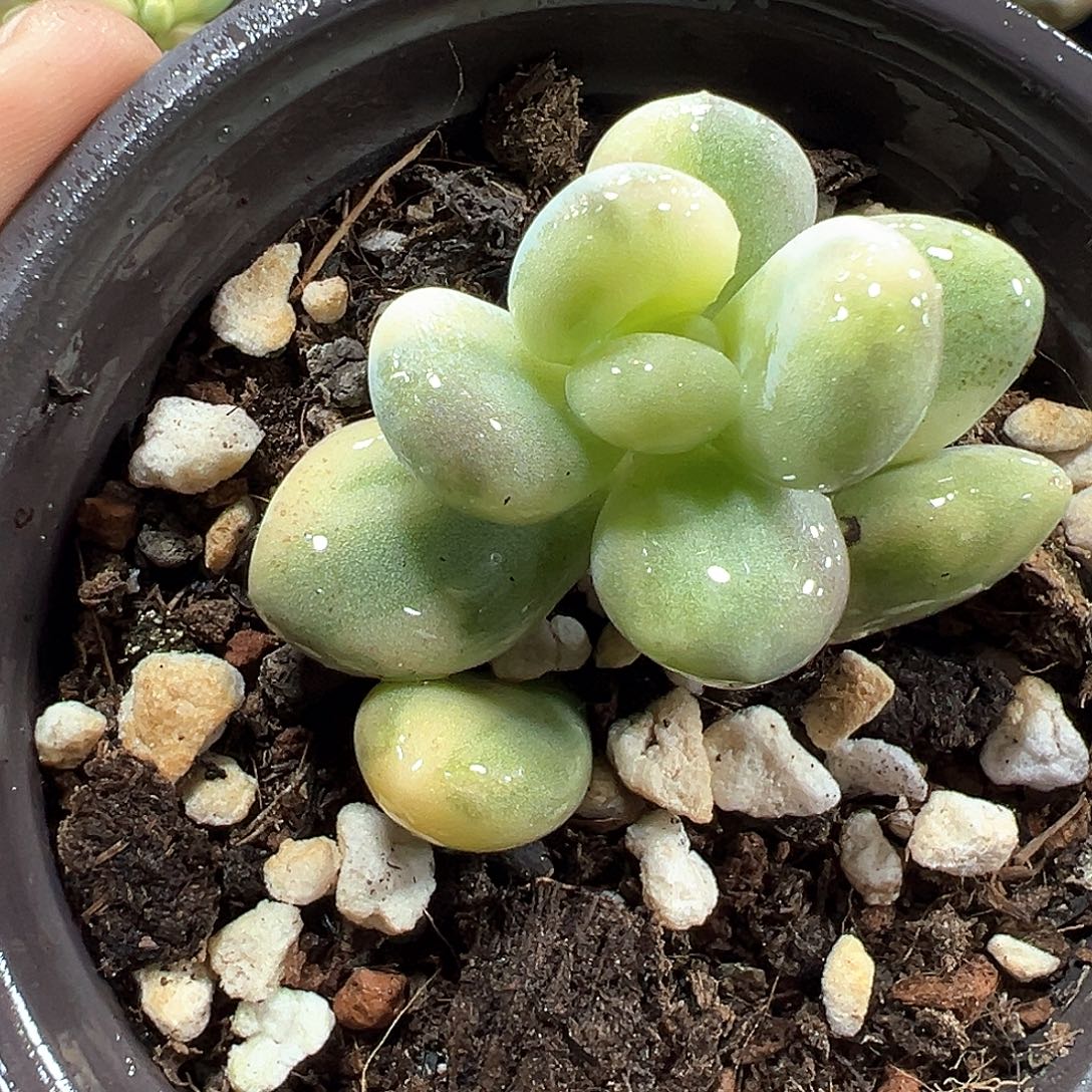 大叶奶锦小方花圃一物一拍